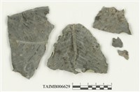 藏品(薄鱗蘚屬)的圖片